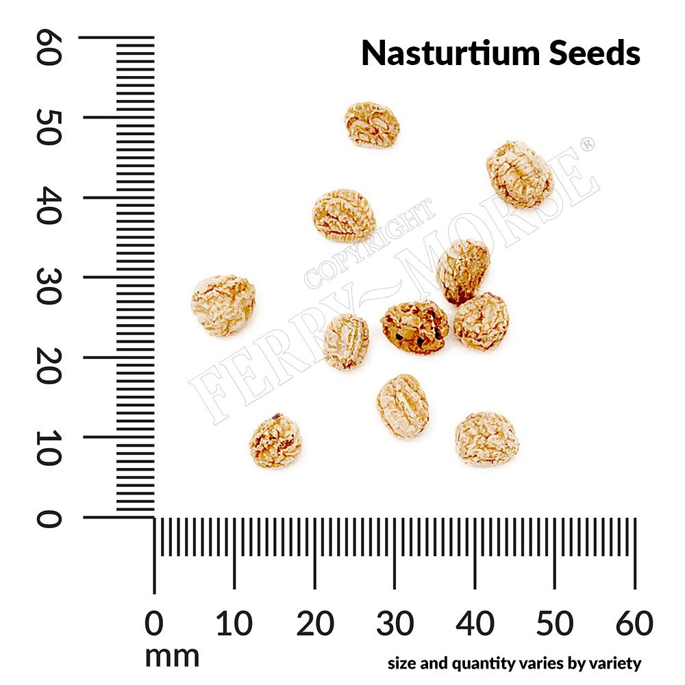Nasturtium seed spill and measurements